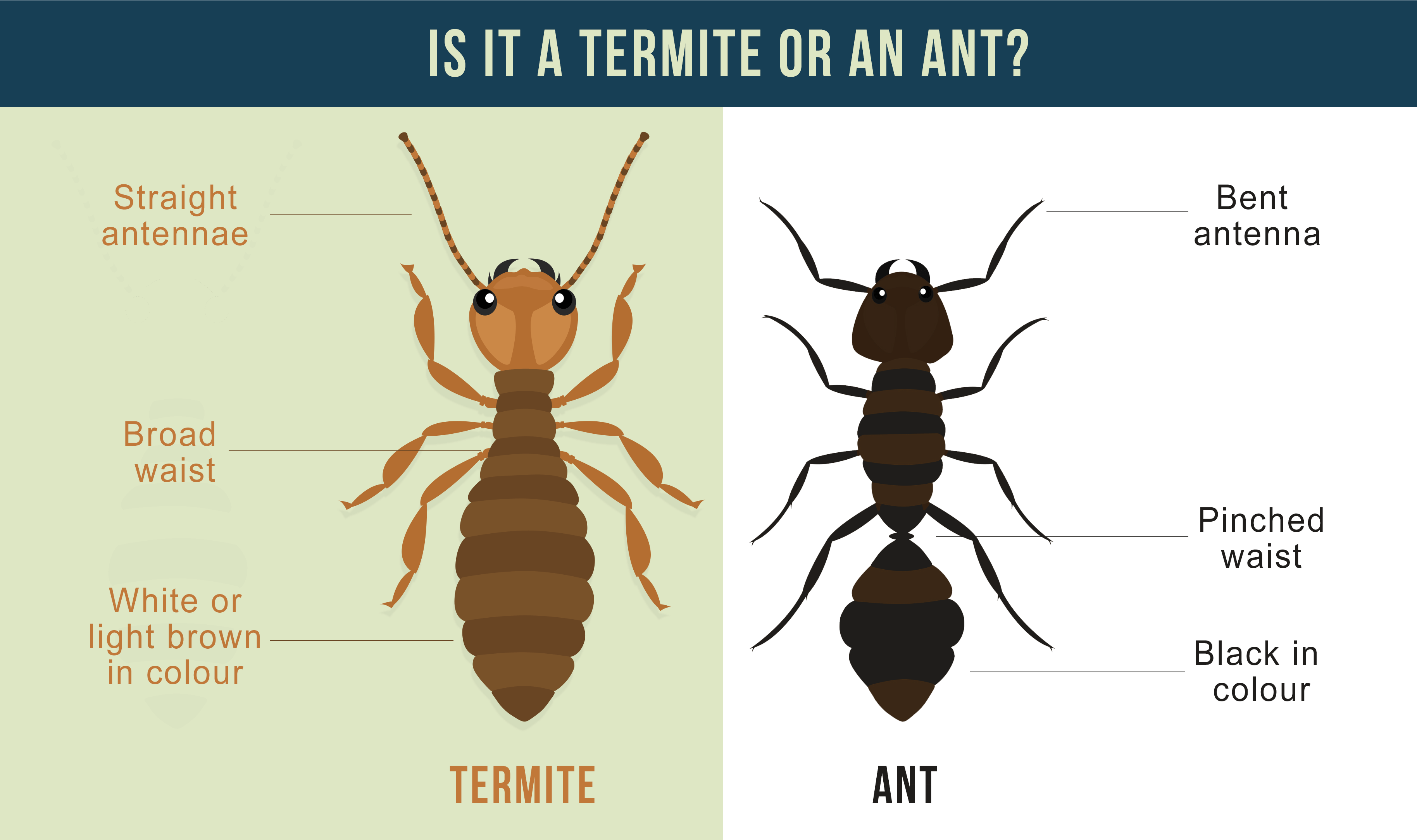 What Do Termites Look Like In Australia White Ants Guide | My XXX Hot Girl